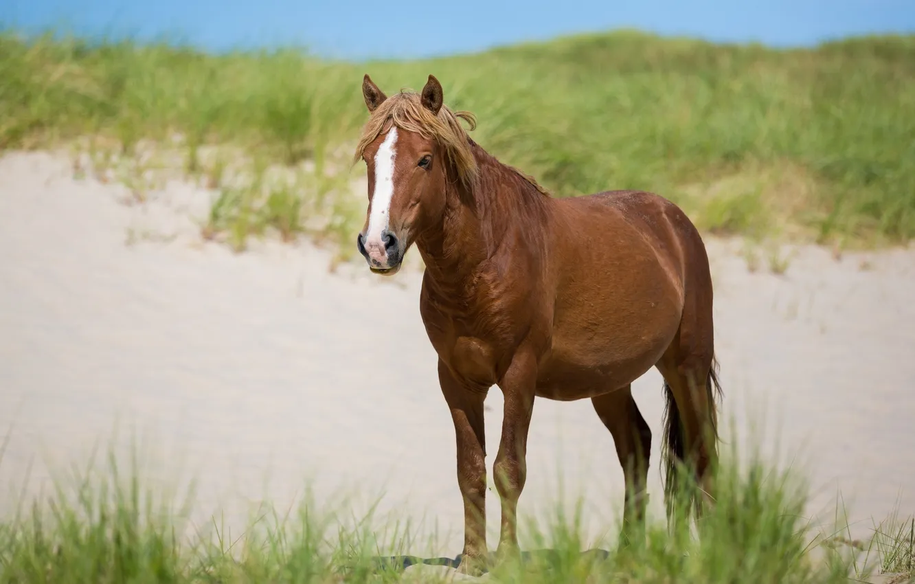 Photo wallpaper sand, grass, face, horse, horse