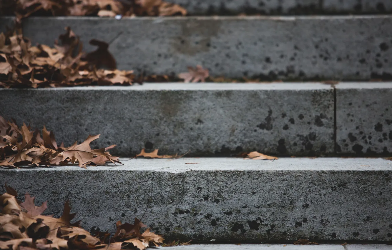 Photo wallpaper autumn, leaves, Dry