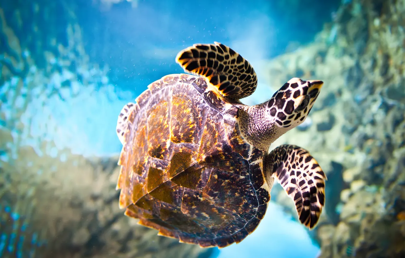 Photo wallpaper sea, water, turtle