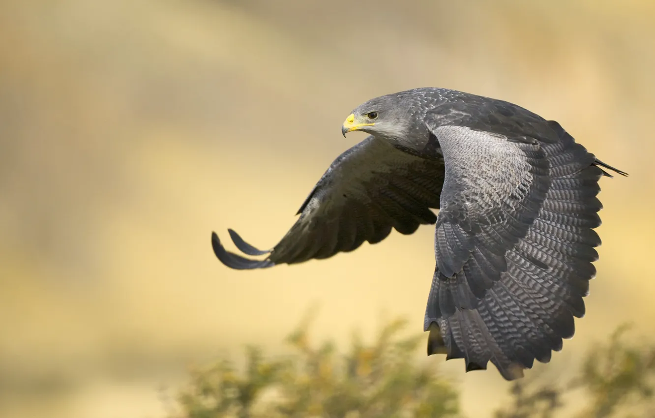 Photo wallpaper flight, eagle, wings, Argentina, Black-Chested Buzzard Eagle