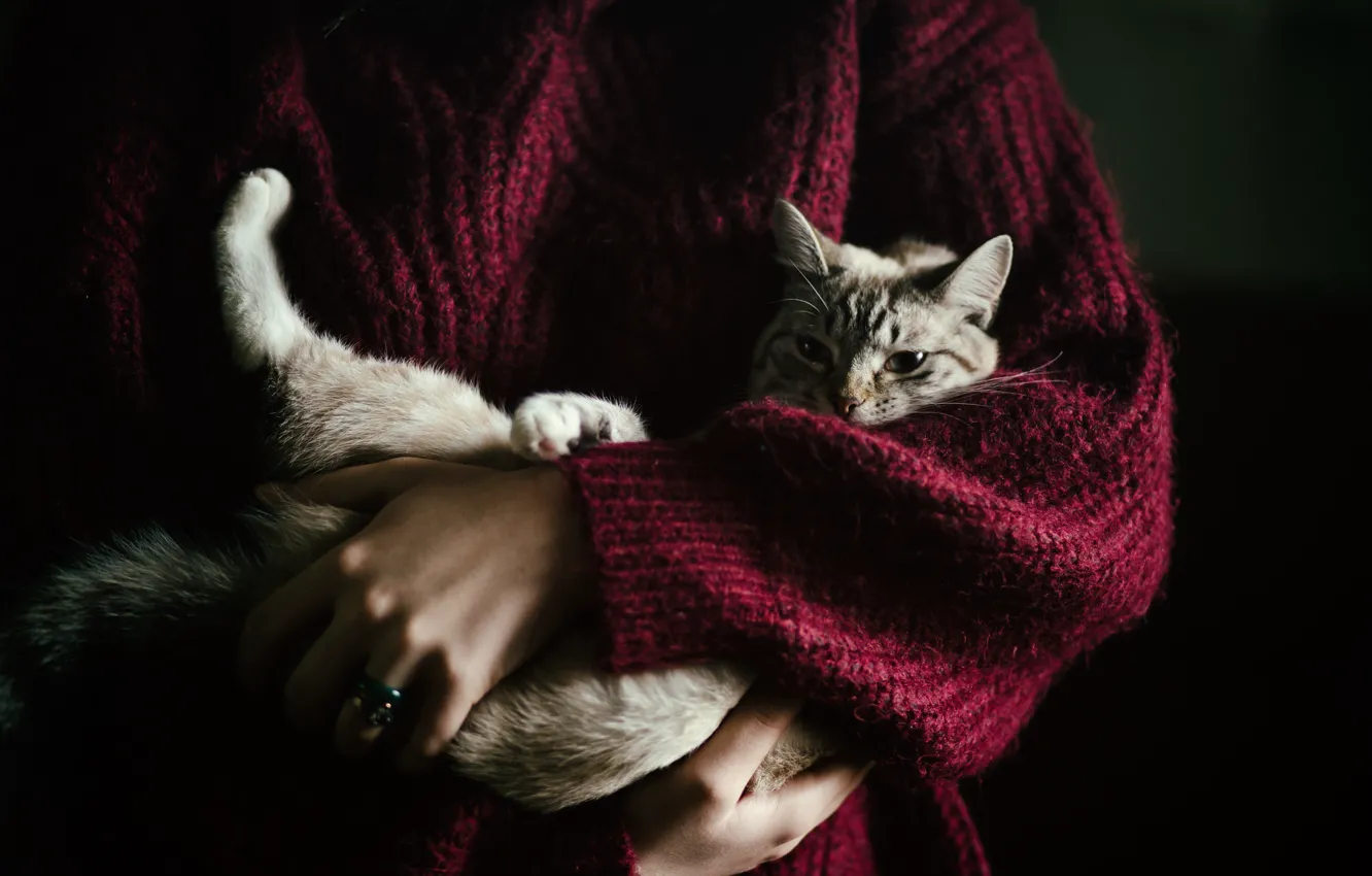 Photo wallpaper cat, comfort, people
