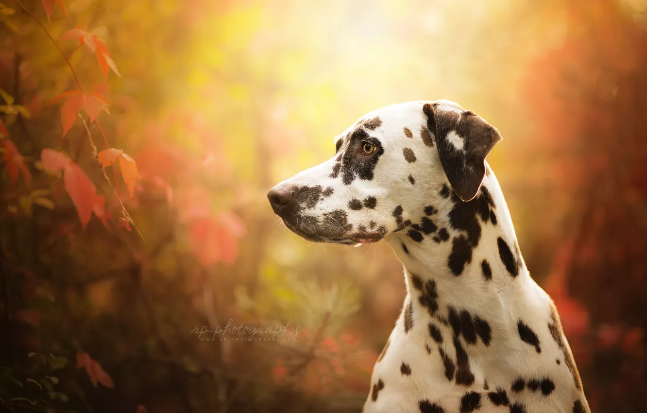 Photo wallpaper face, portrait, dog, profile, bokeh, Dalmatian