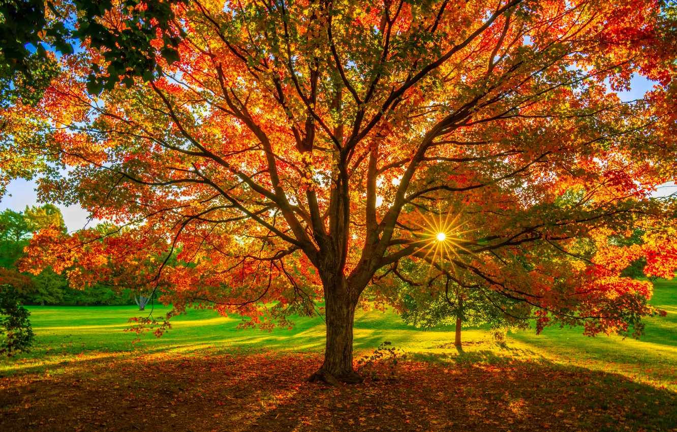 Photo wallpaper autumn, the sun, trees, Park, bright foliage