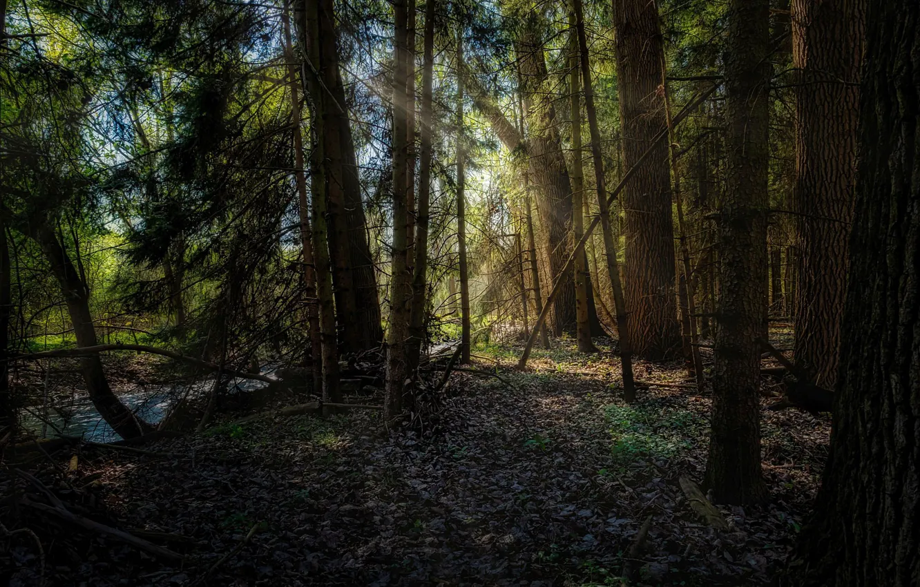 Photo wallpaper forest, stream, Germany, sunlight