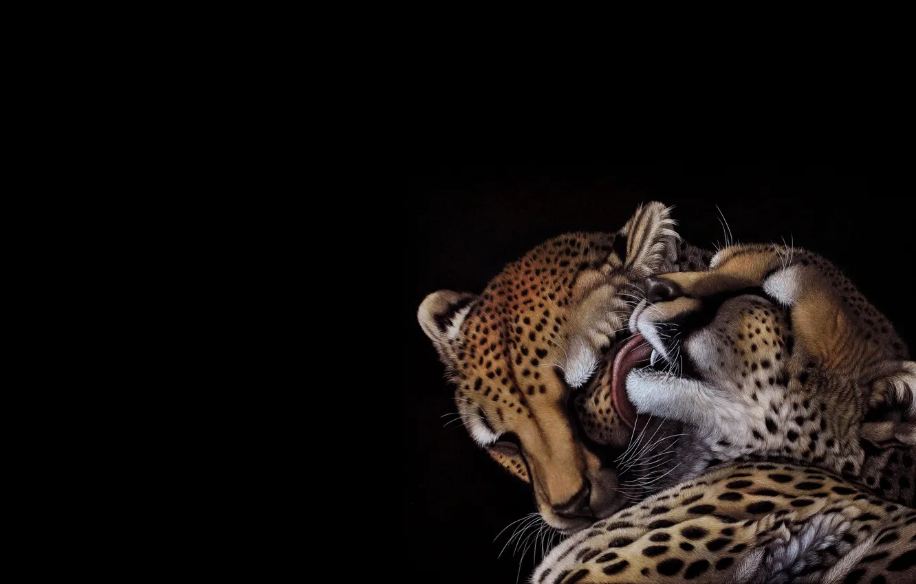 Photo wallpaper cat, tenderness, art, pair, Cheetah, heather lara