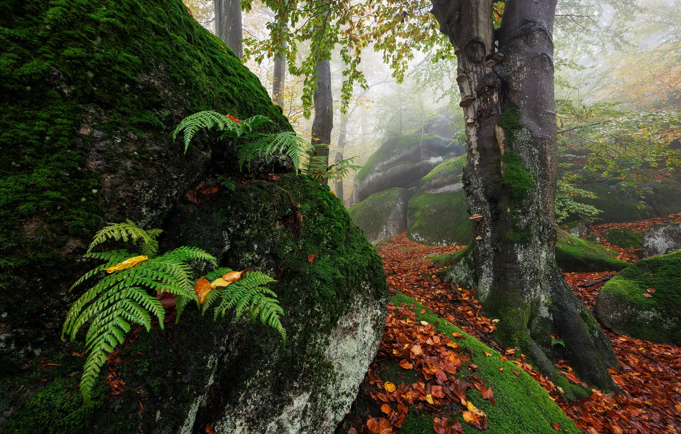 Photo wallpaper autumn, forest, stones, fern