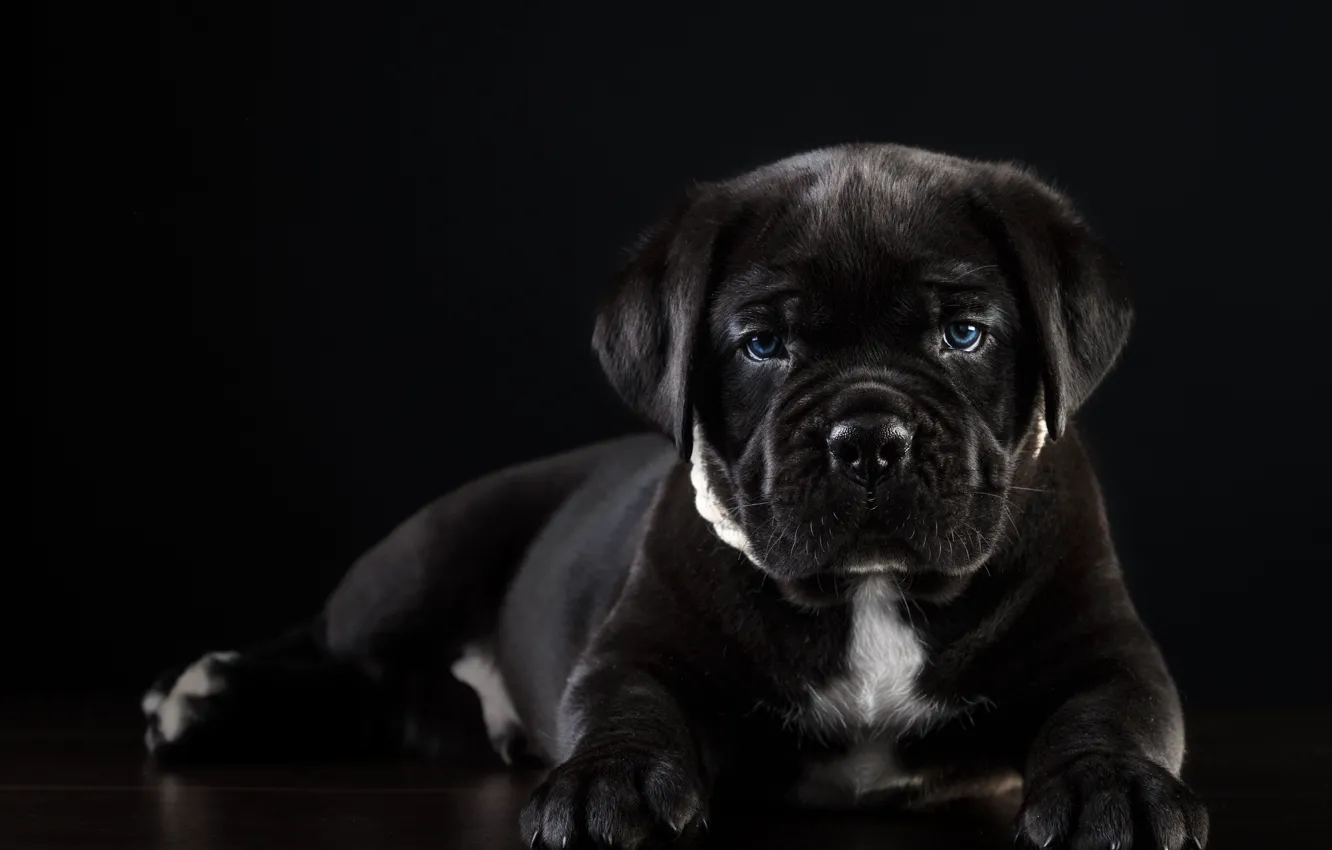 Photo wallpaper puppy, handsome, cane Corso