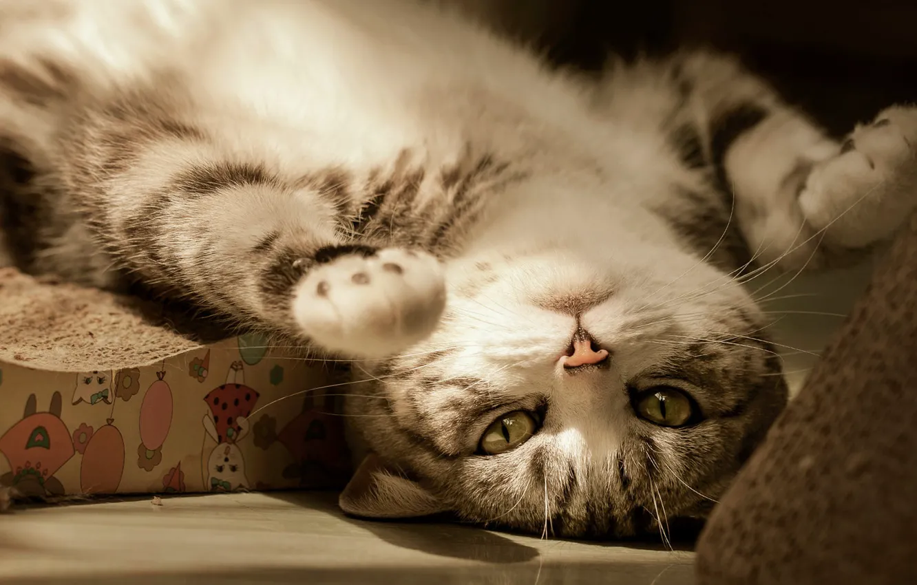 Photo wallpaper cat, cat, look, light, pose, paws, lies, face