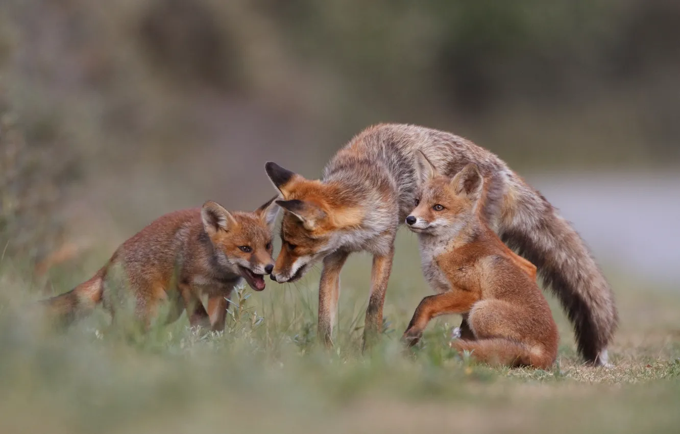 Photo wallpaper forest, nature, family, Fox, Fox, forest, fox, nature