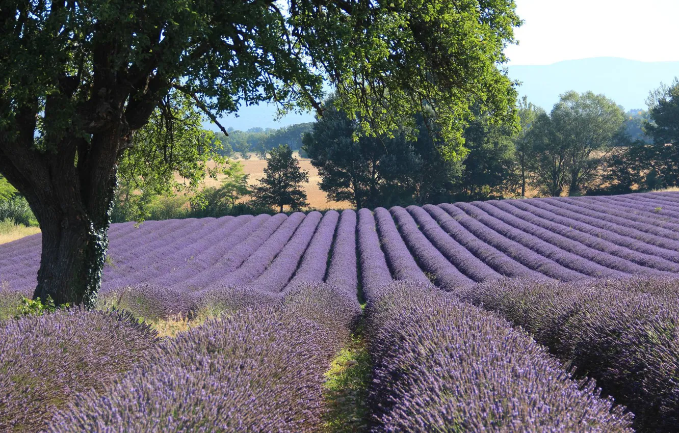 Photo wallpaper field, France, lavender, Provence, LUBERON