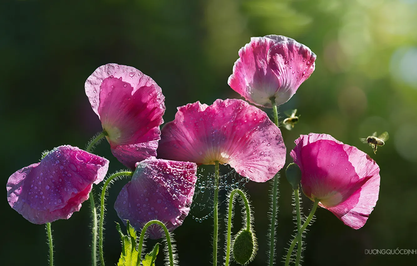 Photo wallpaper drops, bee, Maki, web