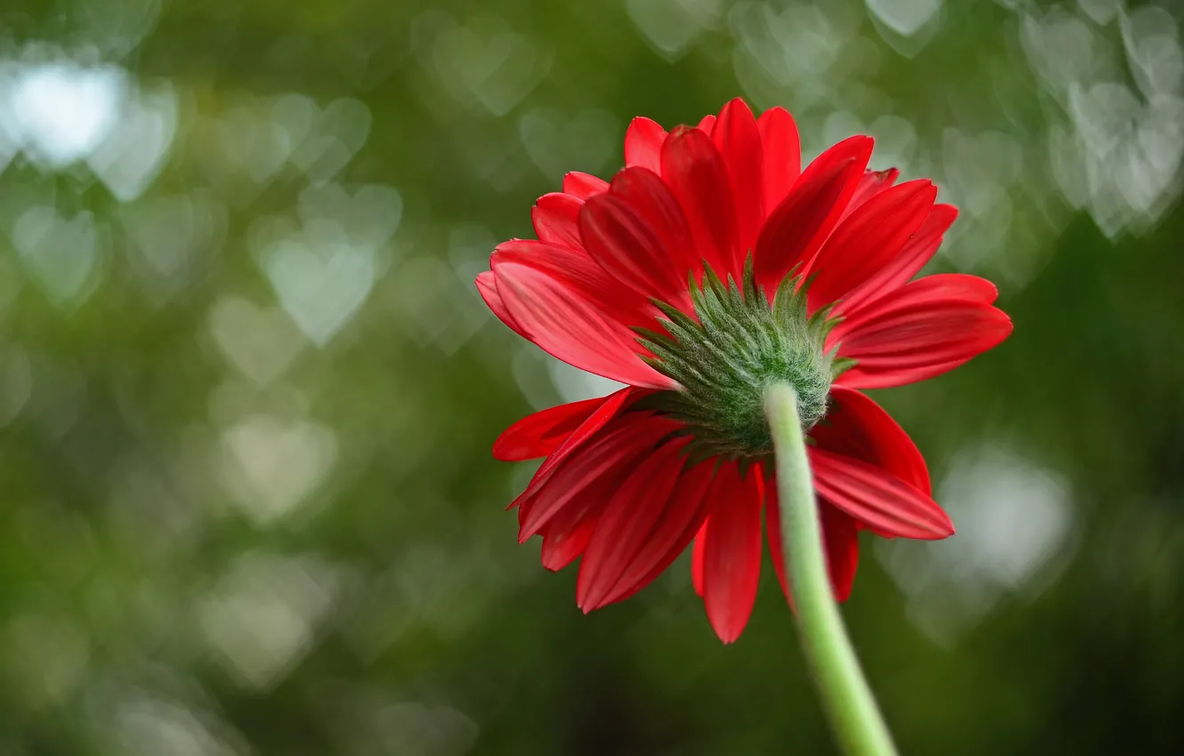 Photo wallpaper flower, macro, red, background, petals, hearts, macro