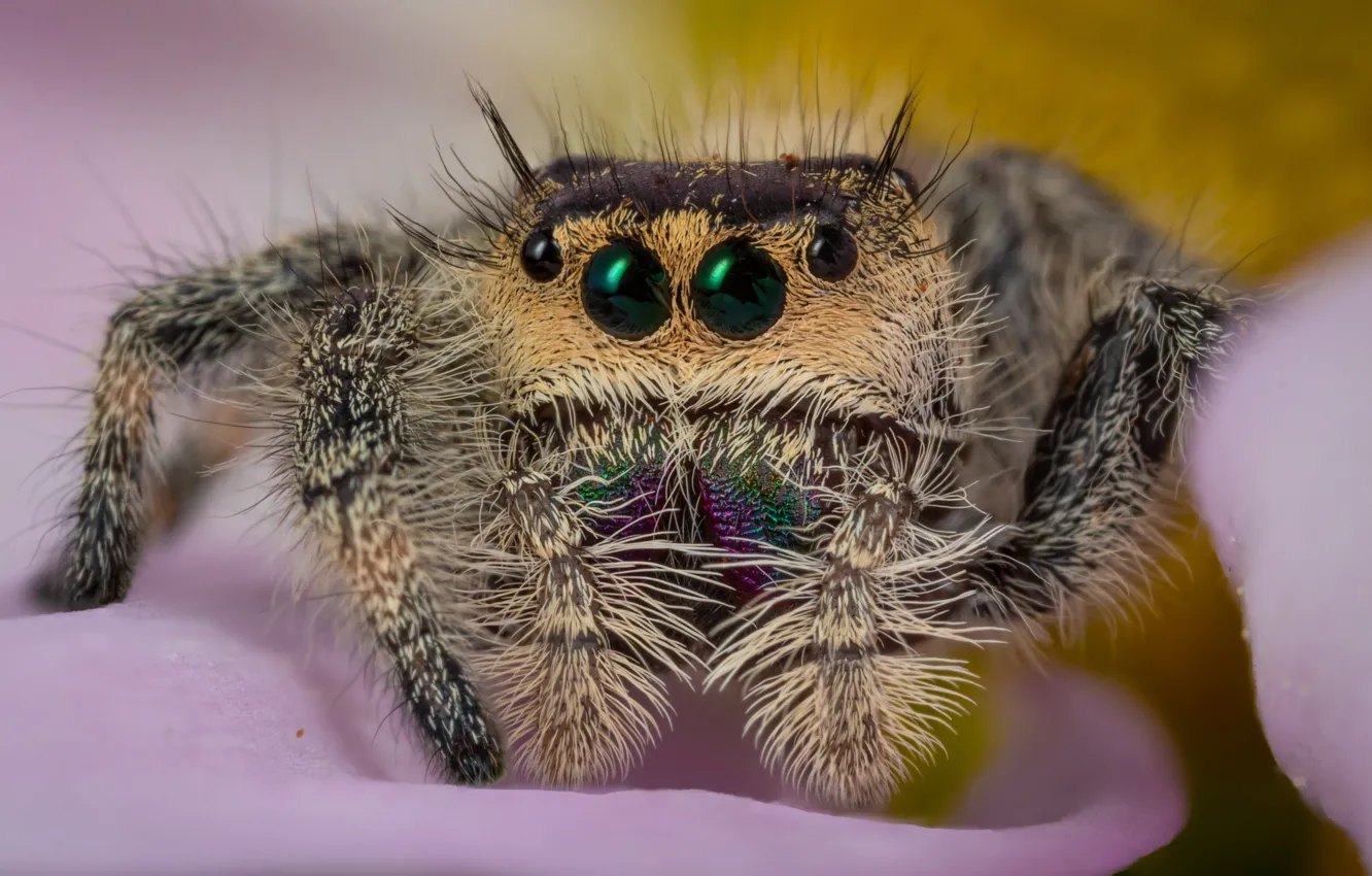Photo wallpaper look, macro, flowers, spider, petals, jumper, spider, jumping spider