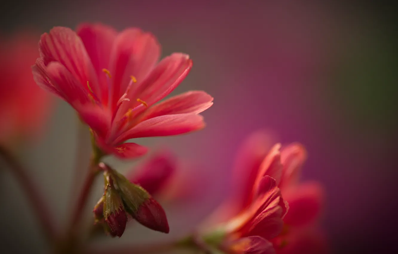 Photo wallpaper macro, flowers, buds