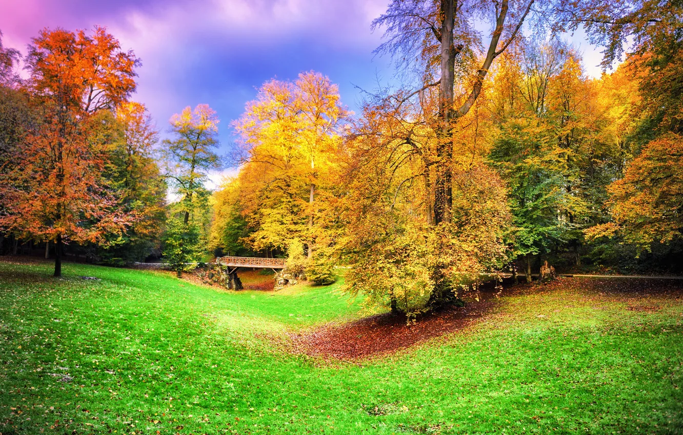 Photo wallpaper autumn, forest, leaves, trees, Park, colorful, forest, landscape