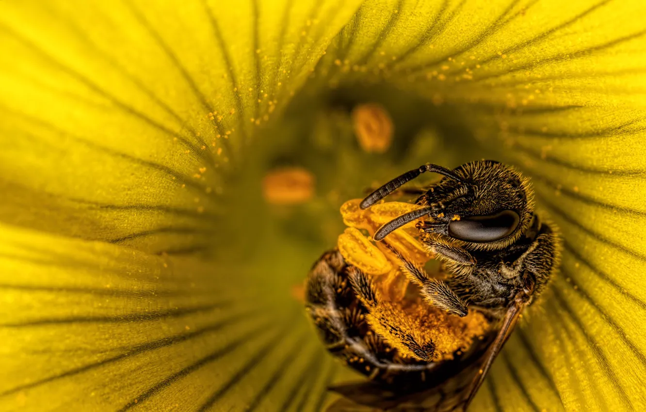Photo wallpaper flower, macro, yellow, pose, bee, pollen, stamens, insect