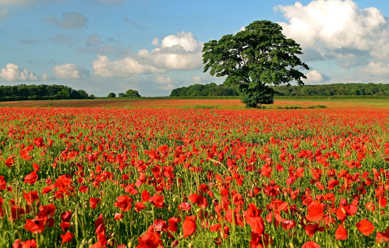 Photo wallpaper field, forest, the sky, clouds, trees, red, Mac, Maki