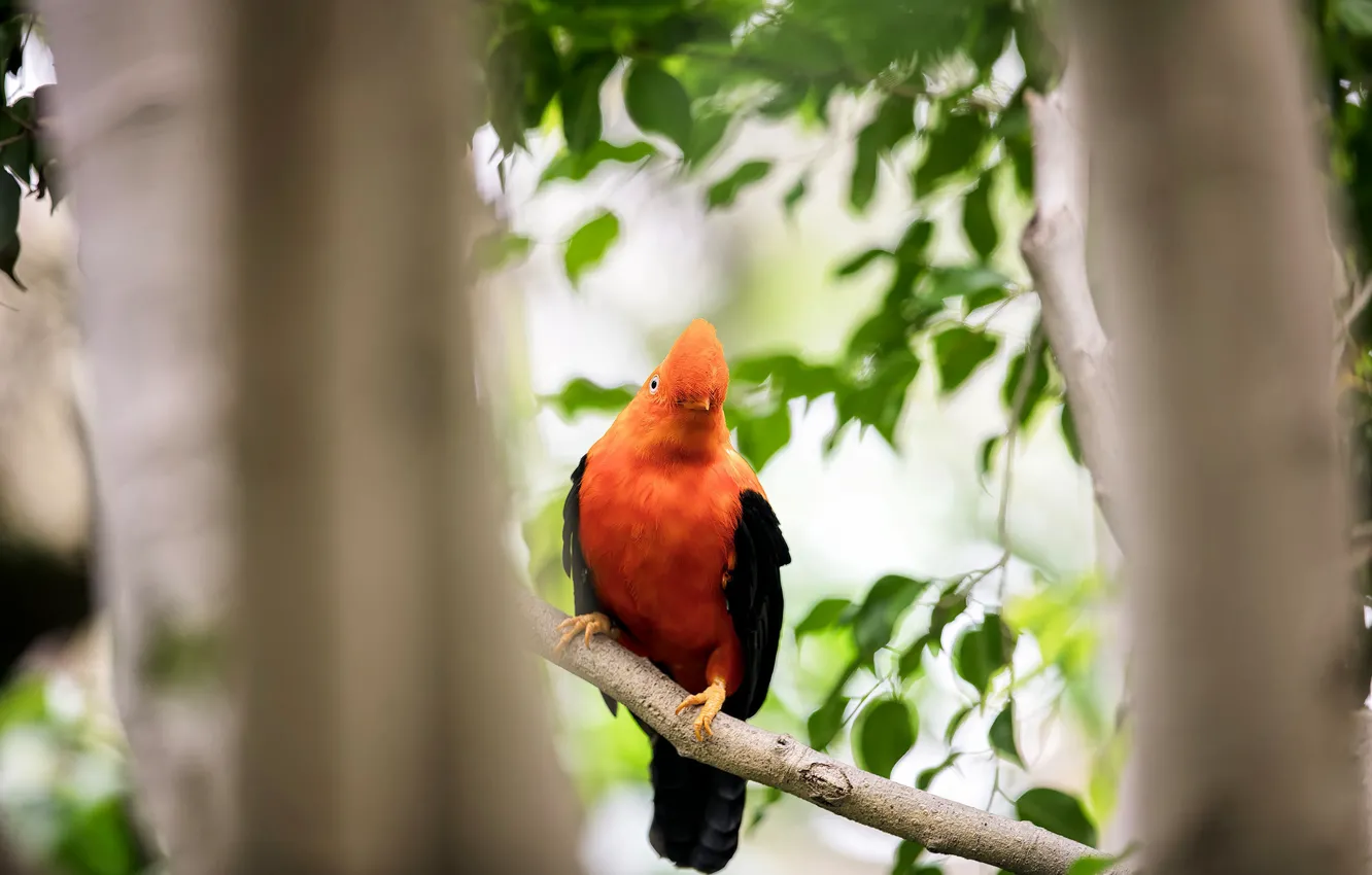 Photo wallpaper nature, background, bird