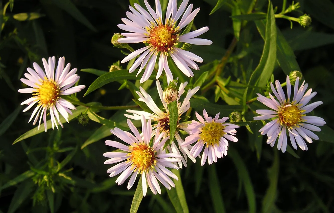 Photo wallpaper chamomile, petals, meadow flowers