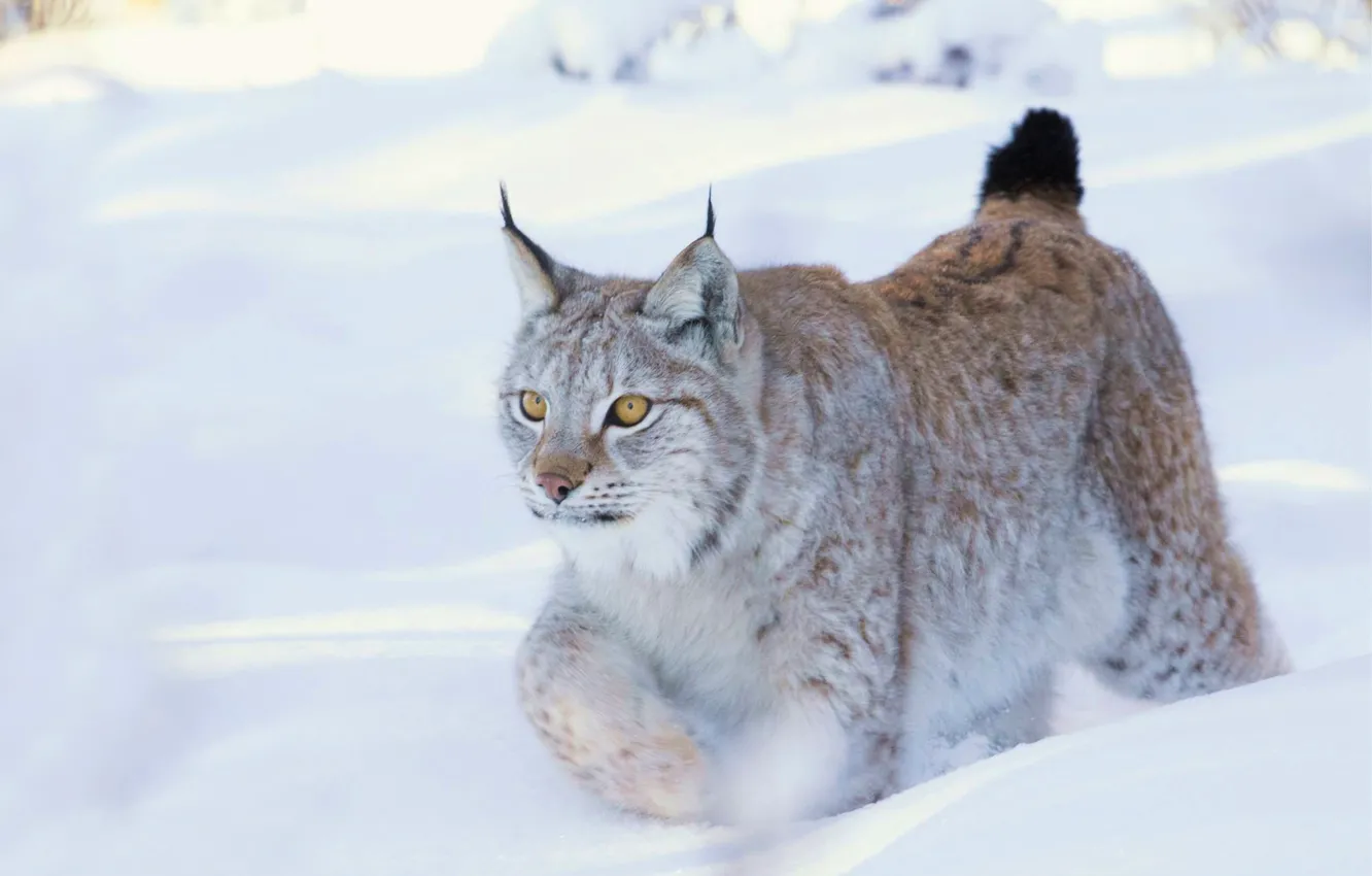 Photo wallpaper snow, lynx, wild cat