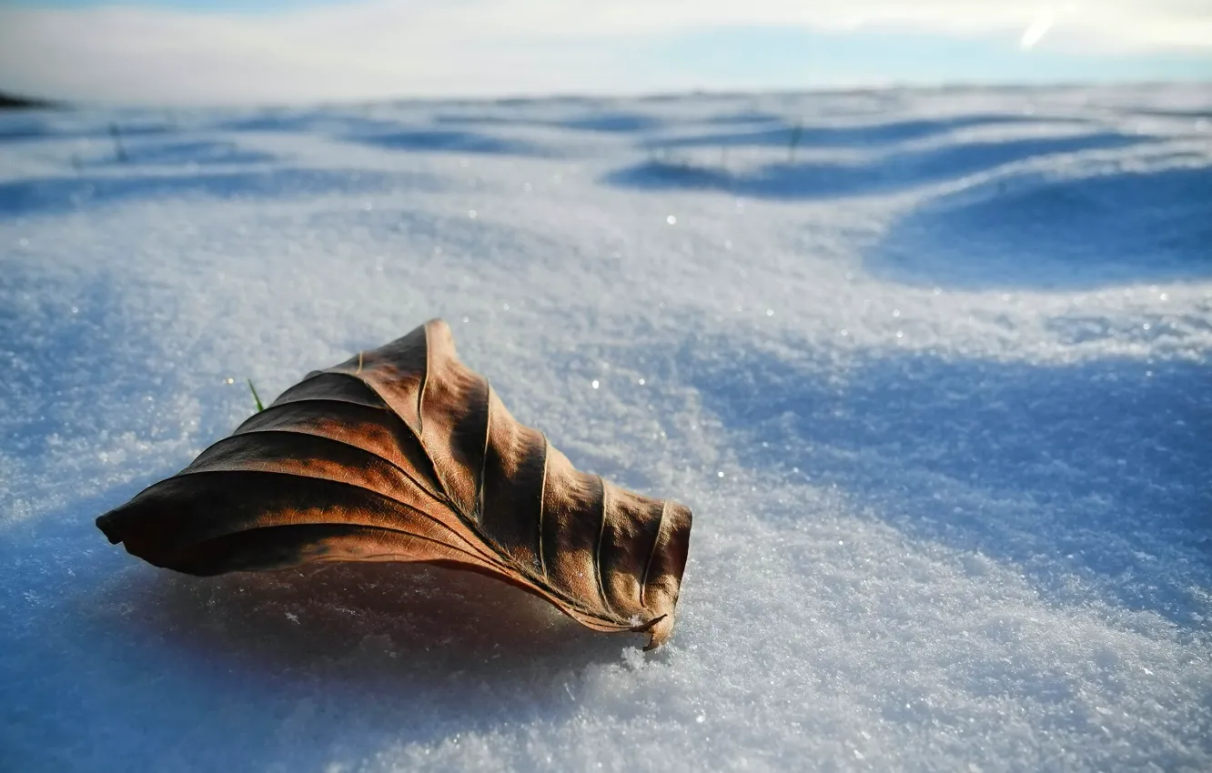 Photo wallpaper winter, leaves, macro, snow, winter, snow, leaves, macro