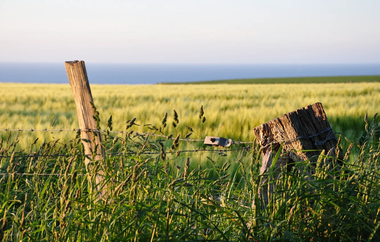 Photo wallpaper field, nature, morning, fence