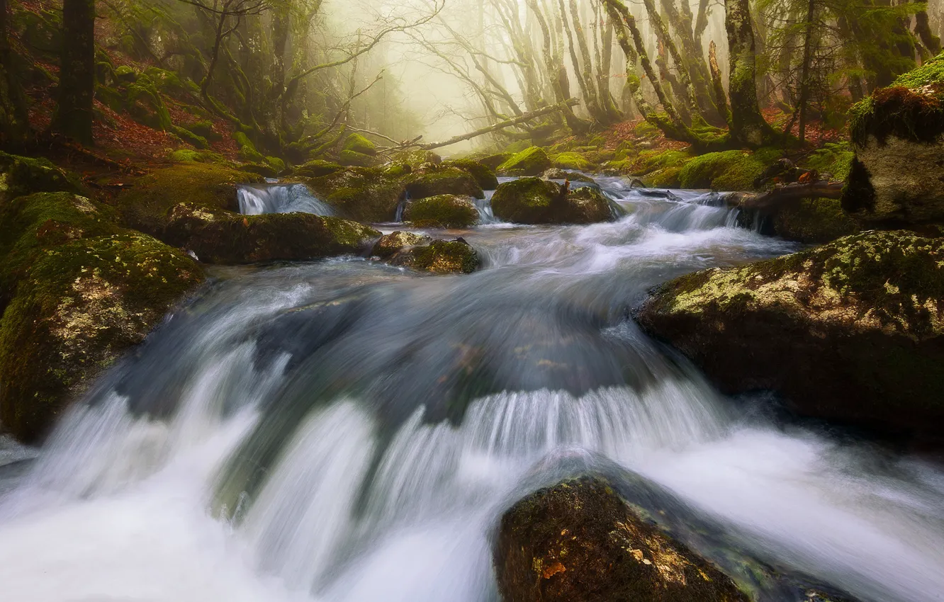 Photo wallpaper autumn, forest, trees, branches, fog, stones, shore, for