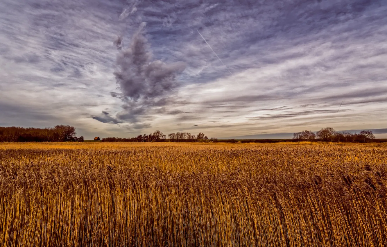 Photo wallpaper field, the sky, nature