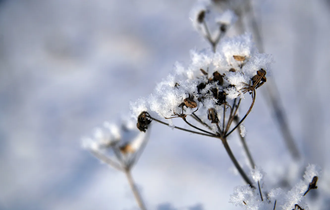 Photo wallpaper winter, white, grass, snow, nature, frost