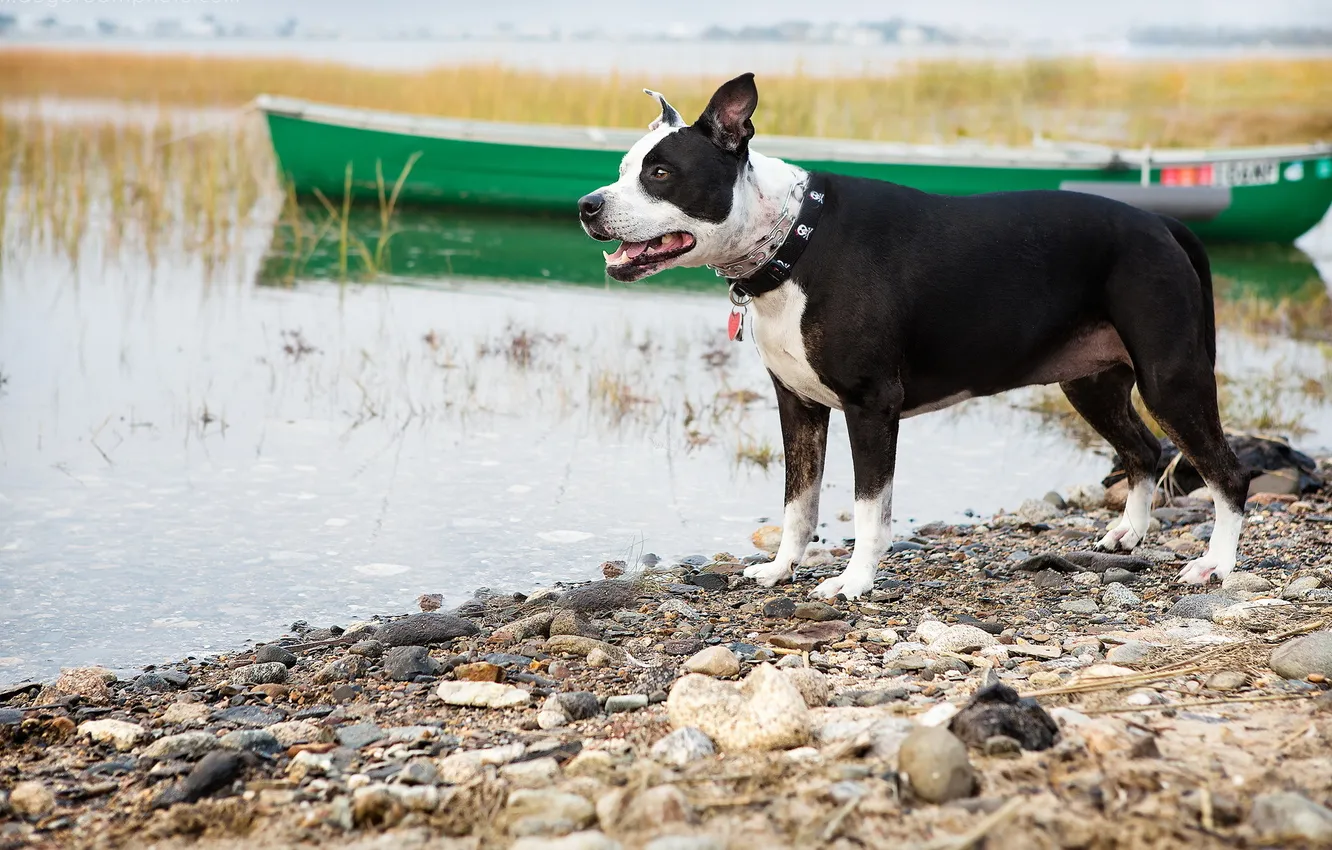 Photo wallpaper lake, boat, dog
