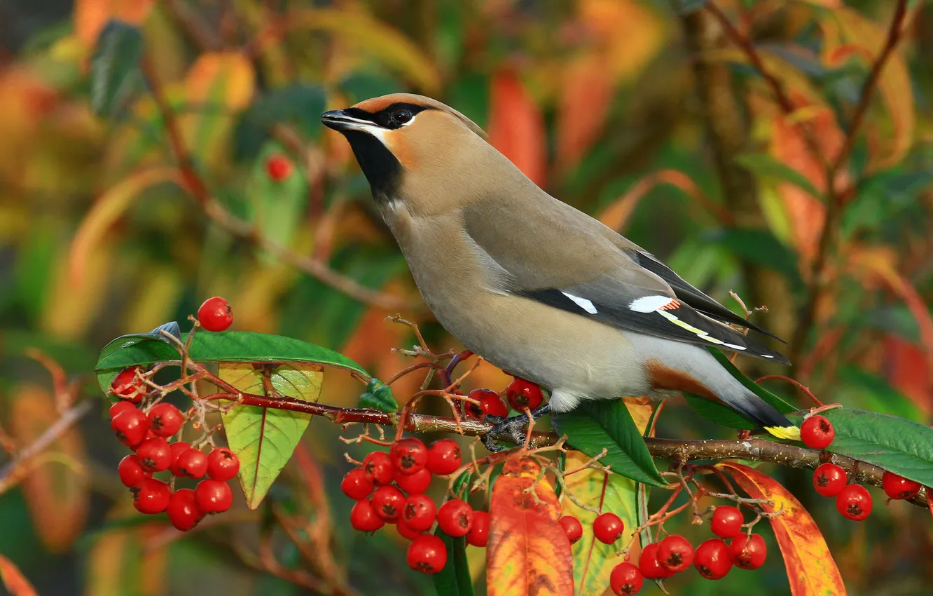 Photo wallpaper branches, berries, bird, the Waxwing