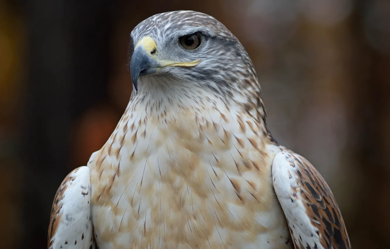 Photo wallpaper bird, hawk, by Nushaa