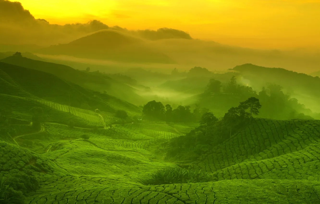 Photo wallpaper greens, landscape, fog, hills, field, tea plantations, Cameroon