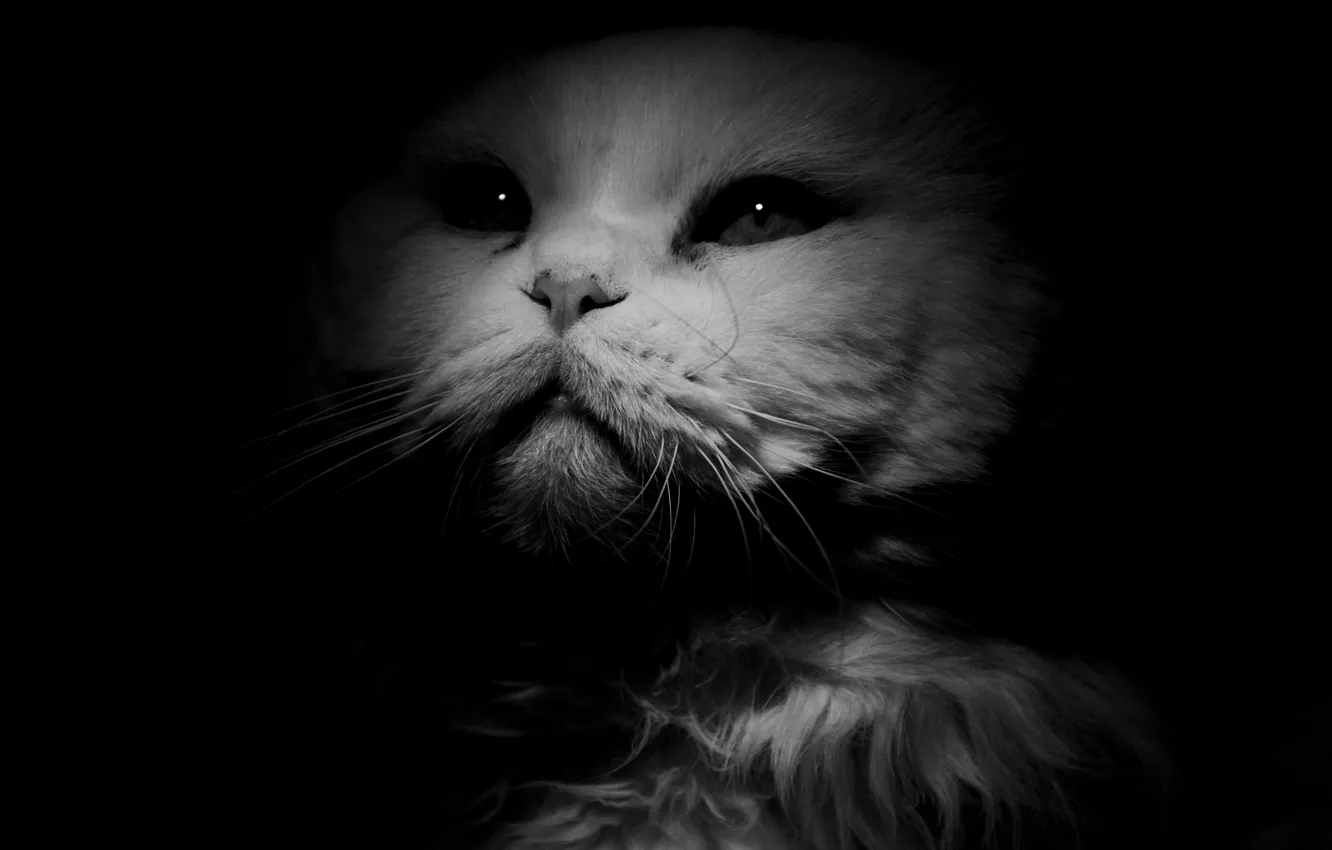 Photo wallpaper white, cat, look, background