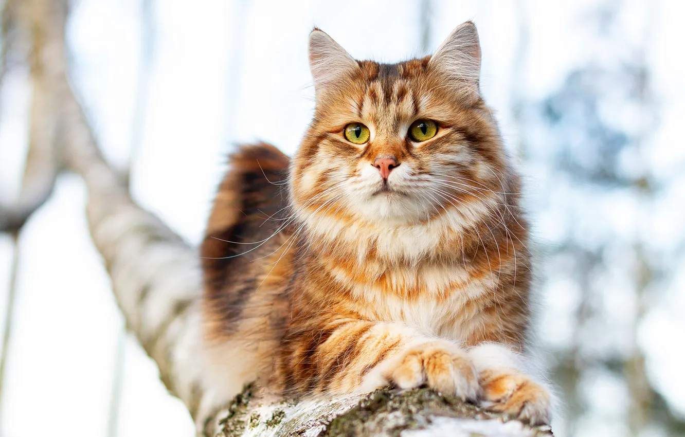 Photo wallpaper cat, cat, look, trees, pose, red, face, light background