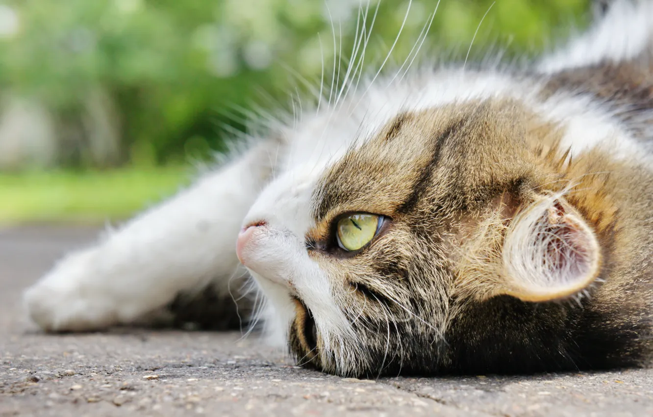 Photo wallpaper cat, cat, animal, kitty