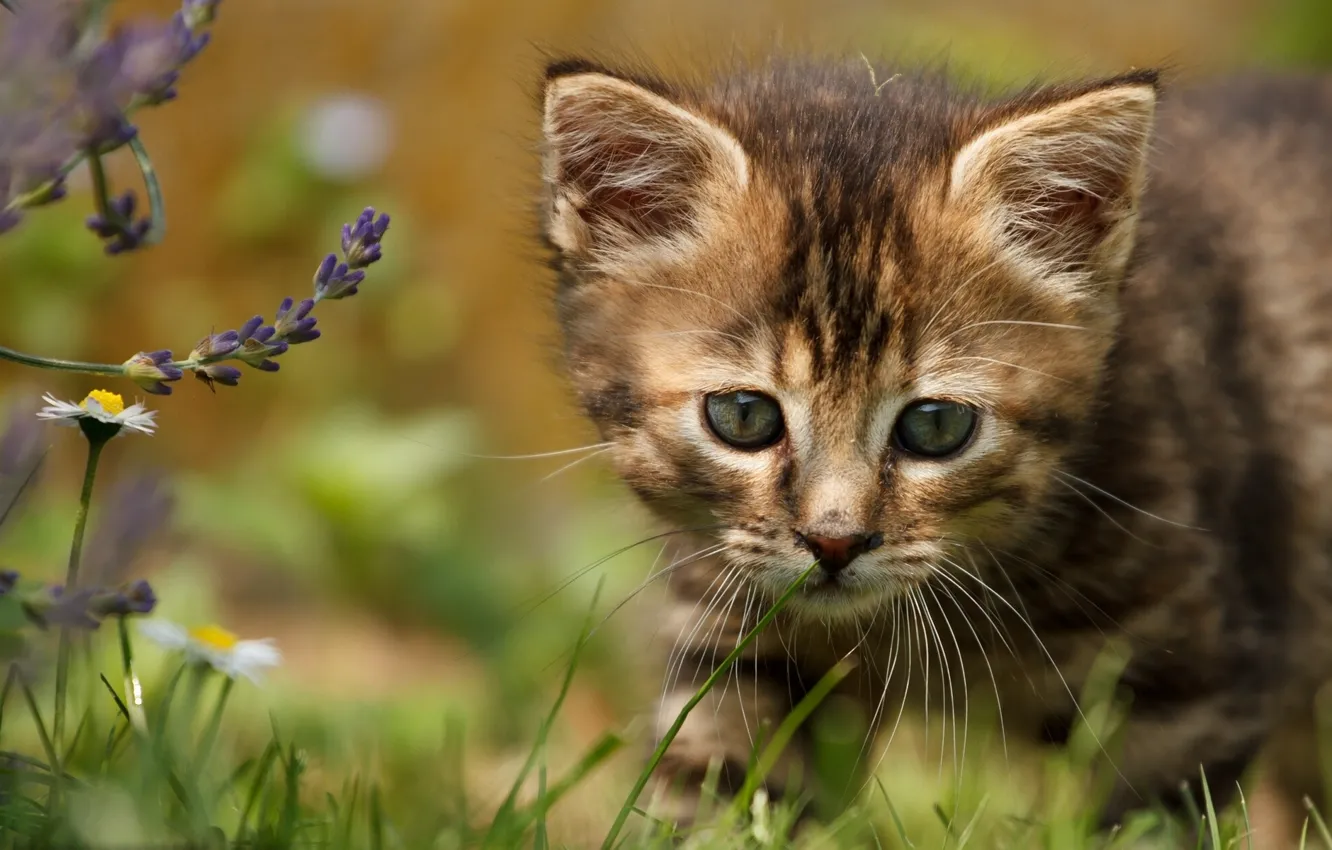 Photo wallpaper flowers, baby, kitty