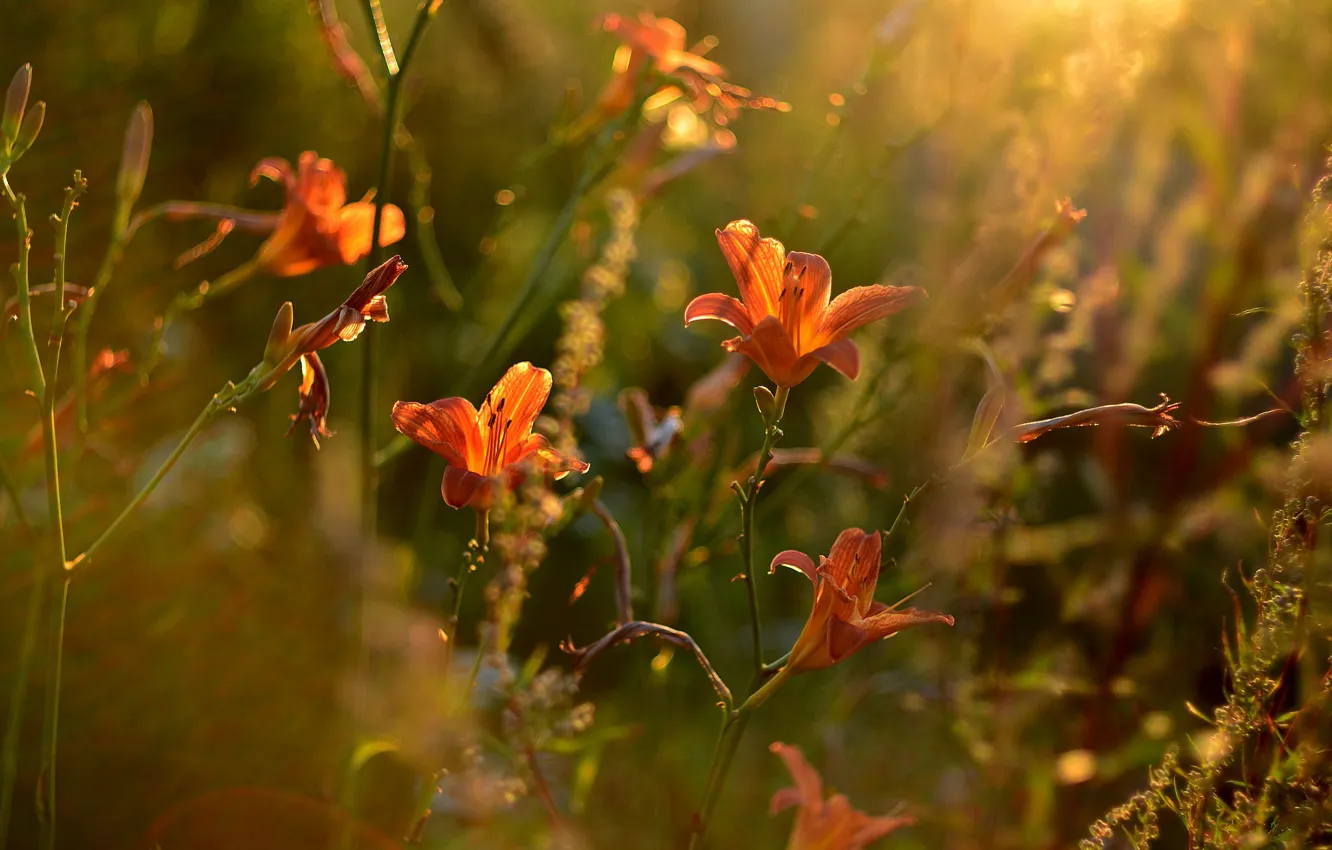 Photo wallpaper flowers, orange, Lily, garden, bokeh