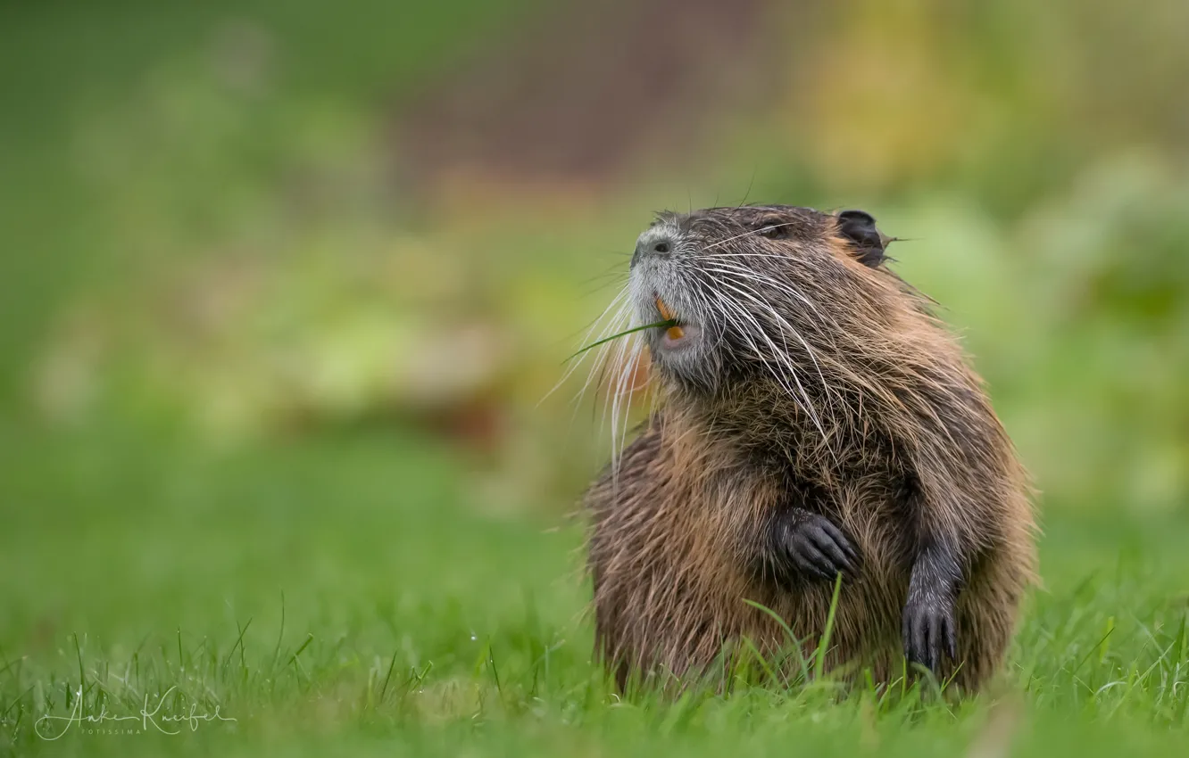 Photo wallpaper nature, background, nutria