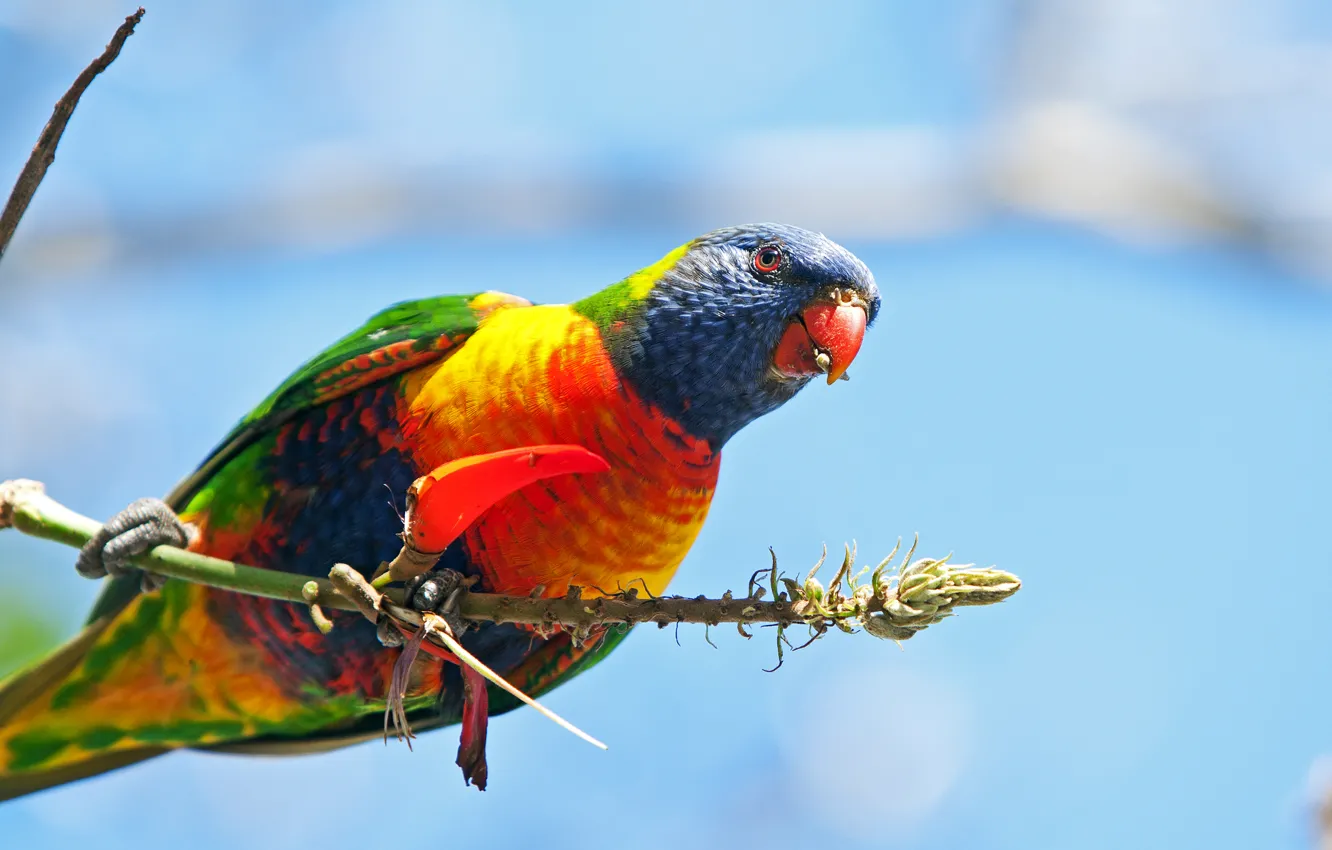 Photo wallpaper bird, paint, branch, feathers, beak, parrot