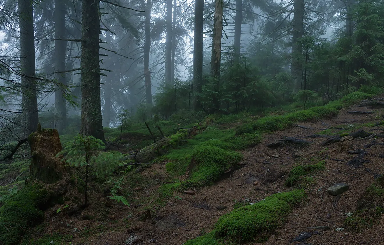 Photo wallpaper forest, trees, nature, fog, moss