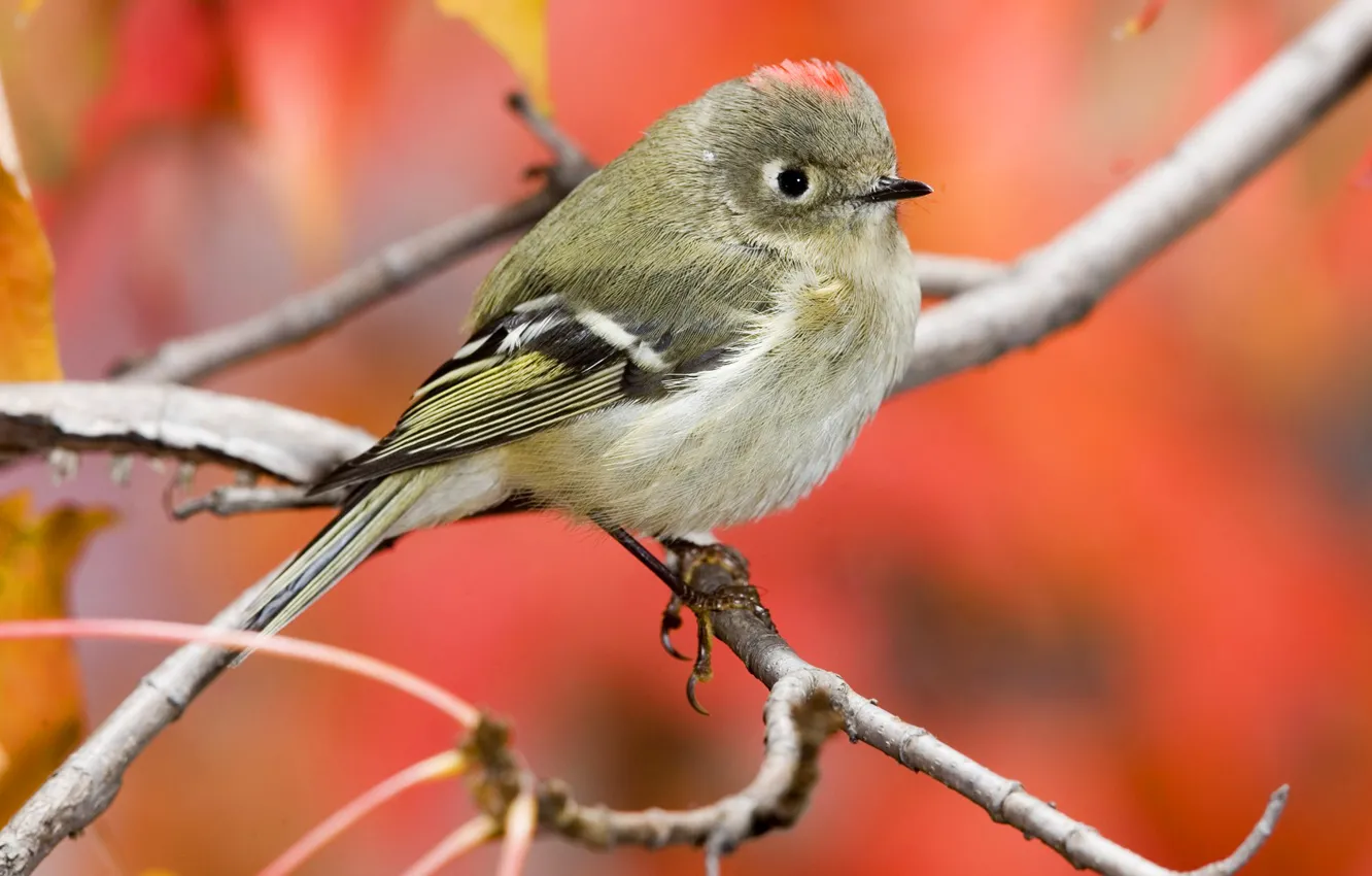 Photo wallpaper branches, nature, bird, Wallpaper, beak