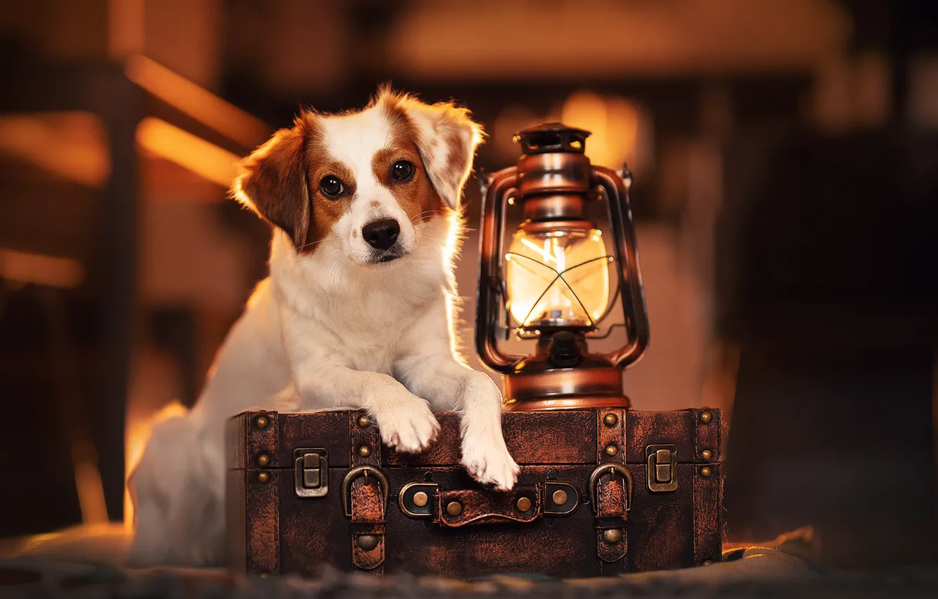 Photo wallpaper look, lamp, dog, lantern, suitcase