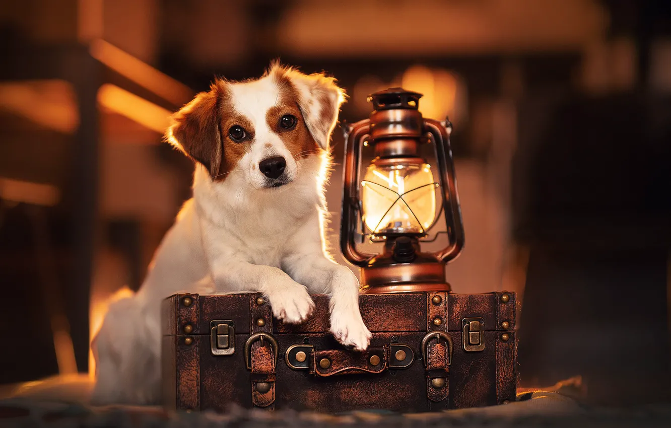 Photo wallpaper look, lamp, dog, lights, suitcase