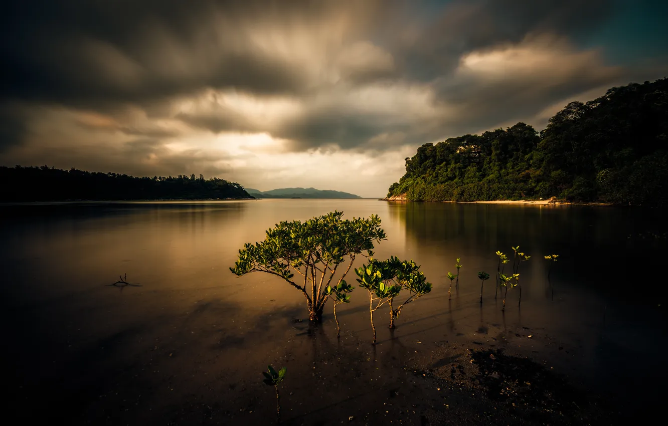 Photo wallpaper forest, the sky, clouds, clouds, shore, the evening, twilight, pond