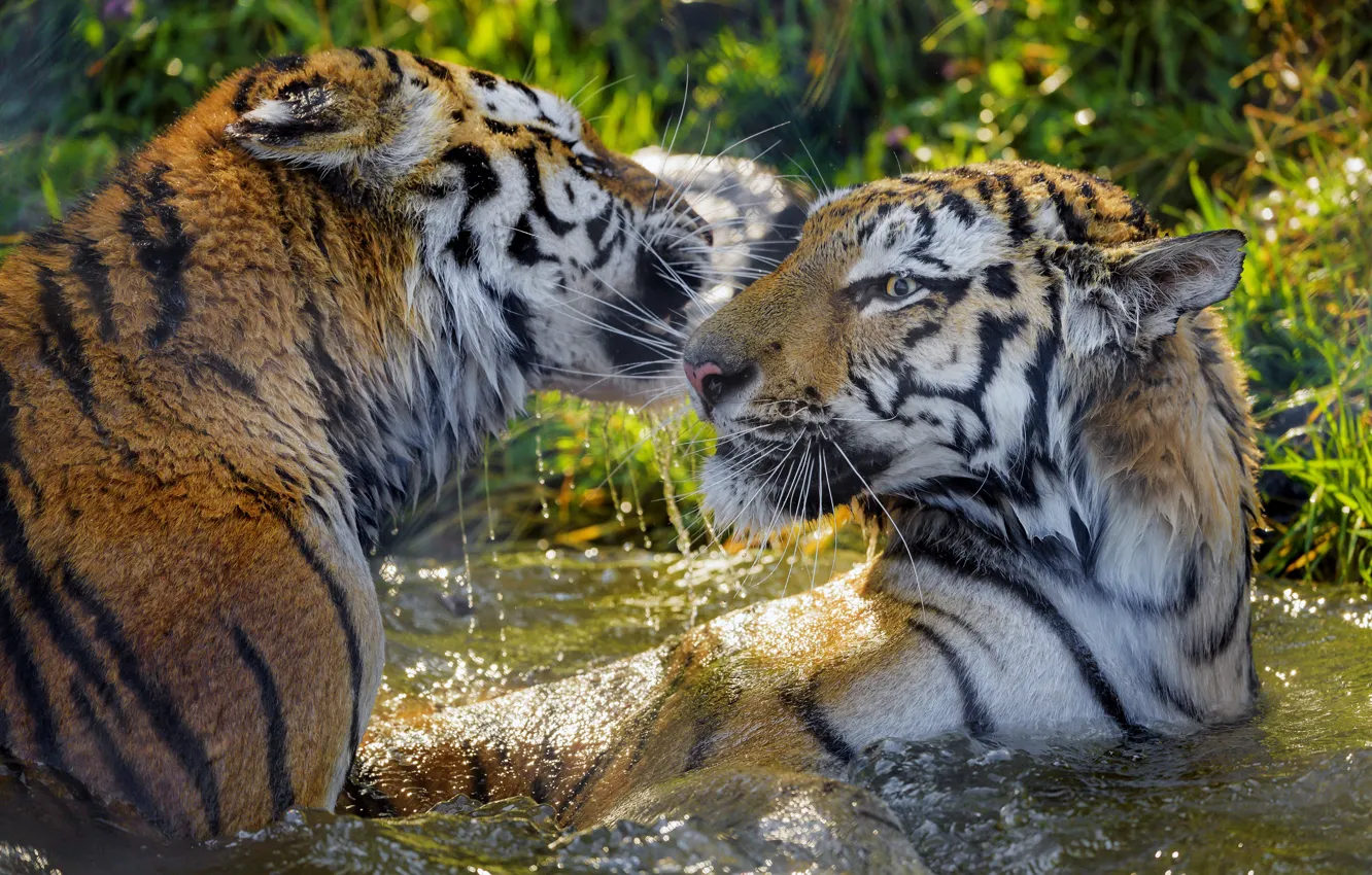 Photo wallpaper water, tiger, the game, wet