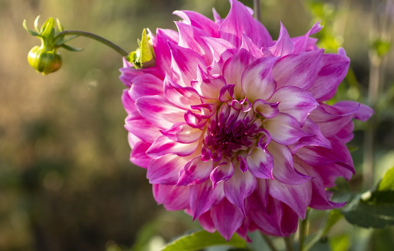 Photo wallpaper macro, flowers, pink, dahlias