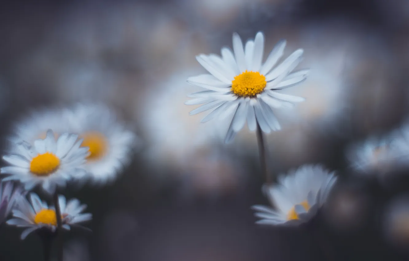 Photo wallpaper flowers, background, glade, chamomile, blur, white