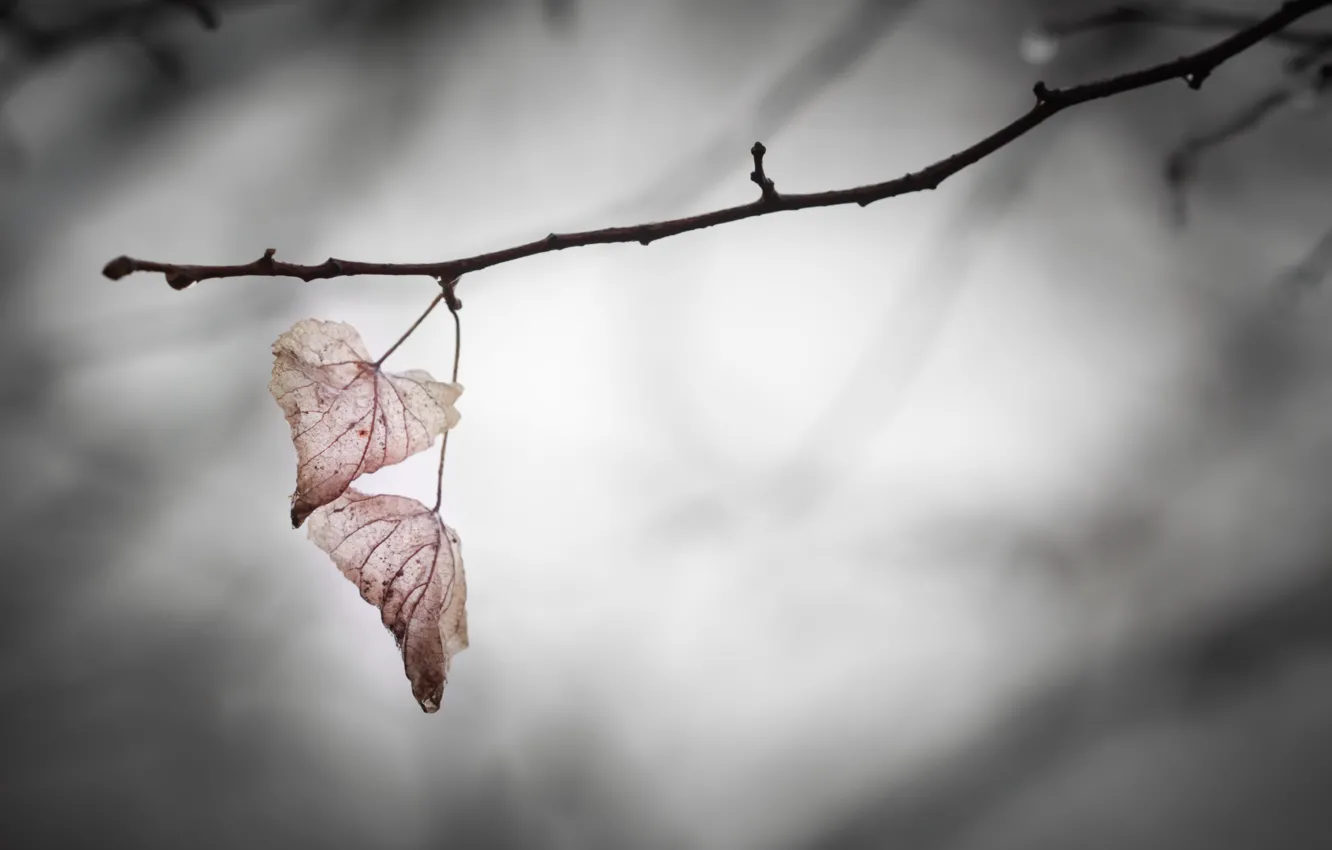 Photo wallpaper leaves, branches, background