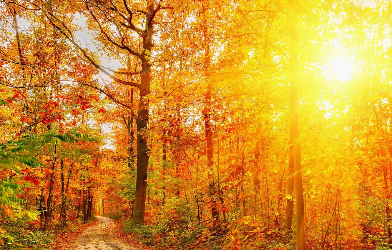 Photo wallpaper Nature, Autumn, Trees, Forest, Rays Of Light, Seasons